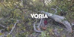 Πτώση δέντρων στη Θεσσαλονίκη λόγω των θυελλωδών ανέμων στην περιοχή