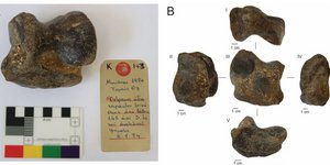 Απολιθώματα ρινόκερου 