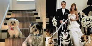 Ο Ρόμπι Γουίλιαμς και η σύζυγός του με τα σκυλιά τους 