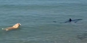 Ένας σκύλος πήρε στο κυνήγι καρχαρία σε παραλία της Ισπανίας