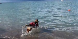 Σκύλος ναυαγοσώστης έσωσε από πνιγμό λουόμενο στα Καμένα Βούρλα