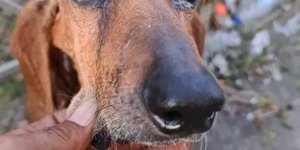 Τυφλός σκύλος με δεμένα τα τέσσερα πόδια του στην Ηλεία