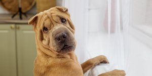 Σκύλος Shar Pei