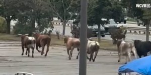 Οι ταύροι έκοβαν βόλτες στους δρόμους της Μασαχουσέτης