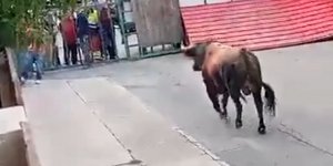 ταυροδρομία, ταύρος