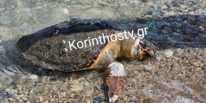 Θαλάσσια χελώνα βρέθηκε νεκρή στο Βραχάτι Κορινθίας