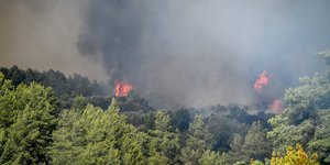 Φωτιά σε δάσος