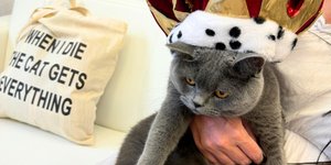 Ο πρώτος ...influencer γάτος στην Ελλάδα είναι απο τη Νεάπολη