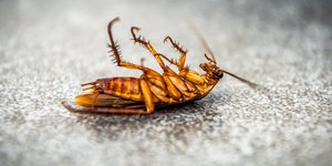 Κατσαρίδα ανάποδα