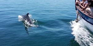 Παγασητικός: Η θαλάσσια ζωή συνεχίζεται παρά τις φυσικές καταστροφές -Τι έδειξε επιστημονική έρευνα