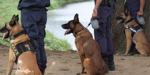 Σκύλοι της αστυνομίας