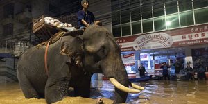 Ελέφαντας σε πλημμυρισμένη περιοχή στην Ταϊλάνδη