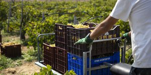 καφασια σταφυλια 