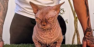 Η XL Bully γάτα