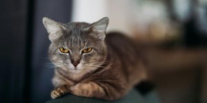 Τα 3 πιο πεισματάρικα ζώδια, Φωτογραφία: Unsplash