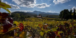 αμπελοτοπι πυργος 