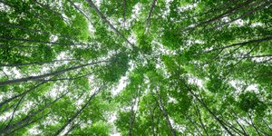 Πράσινα δένδρα