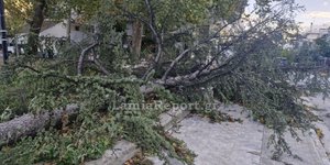 Πεσμένο δέντρο