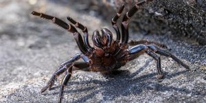 Η αράχνη funnel-web