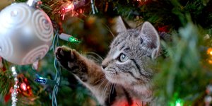 Πώς θα κρατήσετε τη γάτα σας μακριά από το χριστουγεννιάτικο δέντρο 