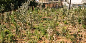 Το 1ο micro Forest στην καρδιά της Αθήνας