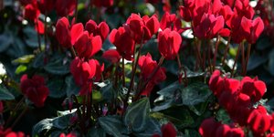 Φωτογραφία: Pexels