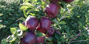 Τα μήλα Ζαγοράς Πηλίου είναι στην κορυφή της λίστας με τα καλύτερα του κόσμου 