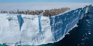 Taking the Plunge, Atka Bay, Antarctica 