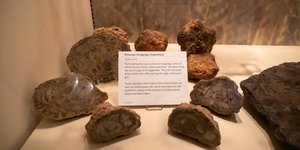 Περιττώματα δεινοσαύρου που βρέθηκαν στις ΗΠΑ