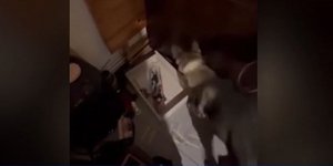 Ο σκύλος της αστυνομίας "Roxy", ξετρύπωσε ναρκωτικά από σπίτι στη Θεσσαλονίκη