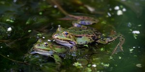 Βάτραχοι κάνουν σεξ