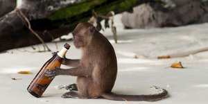 Στην εποχή που ζούμε, μέχρι και τα ζώα στο αλκοόλ θα το ρίξουνε... / Shutterstock