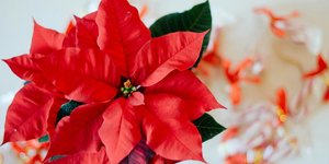 Αλεξανδρινό/Φωτογραφία Unsplash