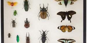 Μπορούν τα έντομα να βοηθήσουν τους ερευνητές να λύσουν γρίφους και μυστήρια; / / WIKIPEDIA