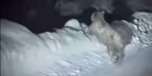 Αρκούδα κοντά στο χιονοδρομικό κέντρο στη Βασιλίτσα Γρεβενών