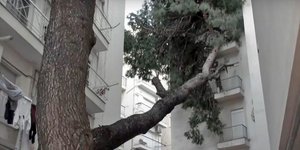 Τεράστιο πεύκο έπεσε σε μπαλκόνια 6ώροφης πολυκατοικίας στη Θεσσαλονίκη