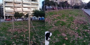 Το κομμένα δέντρα στη Νέα Παραλία Θεσσαλονίκης