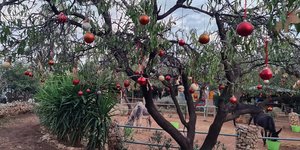 γαϊδουρια δεντρα στολισμένα 