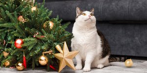 Γάτα κάθεται μπροστά από ένα χριστουγεννιάτικο δέντρο που έχει πέσει