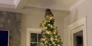 κουκουβάγια 