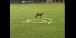 Αλεπού σε γήπεδο της Λαμίας