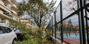 πεσμενα δεντρα