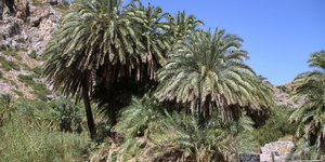 Το φοινικόδασος στην Πρέβελη Ρεθύμνου