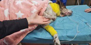 Η σκυλίτσα που μαχαιρώθηκε