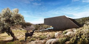 κατσίκα τράγος φουτουριστική κατοικία ελιά