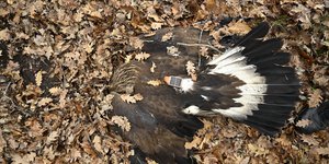 Νεκρός χρυσαετός με πομπό 