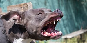 Αγριο σκυλι