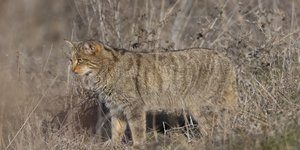 Eντοπίστηκε αγριόγατος στη Λίμνη Κερκίνη 