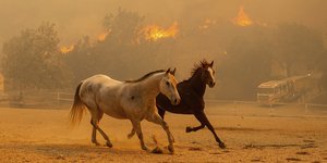 Άλογα τρέχουν να ξεφύγουν από τις φλόγες στην Καλιφόρνια