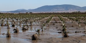 Καλλιέργειες πλημμυρισμένες από την κακοκαιρία Daniel